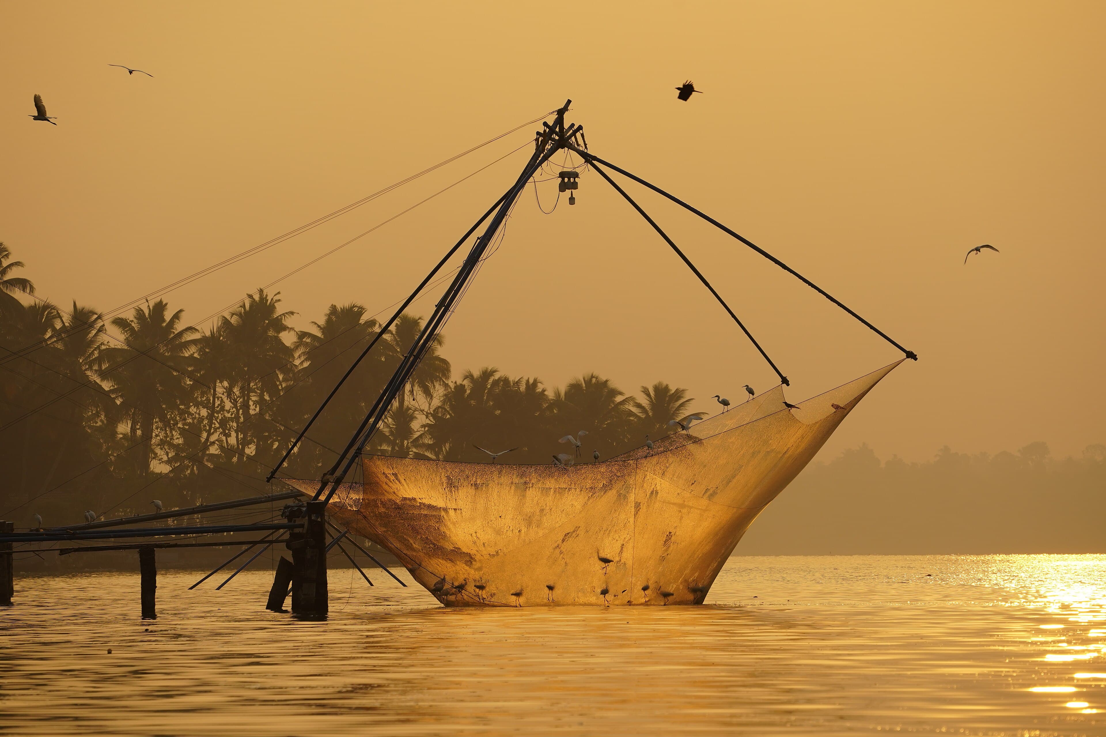 A Chinese fishing net rising at sunrise with birds overhead, Ashtamudi Lake